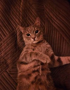 Срочно ищет дом ласковый кот Генри