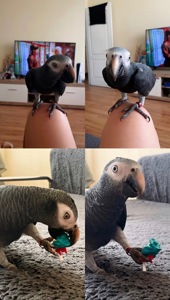 Жако, дівчинка, розмовляє