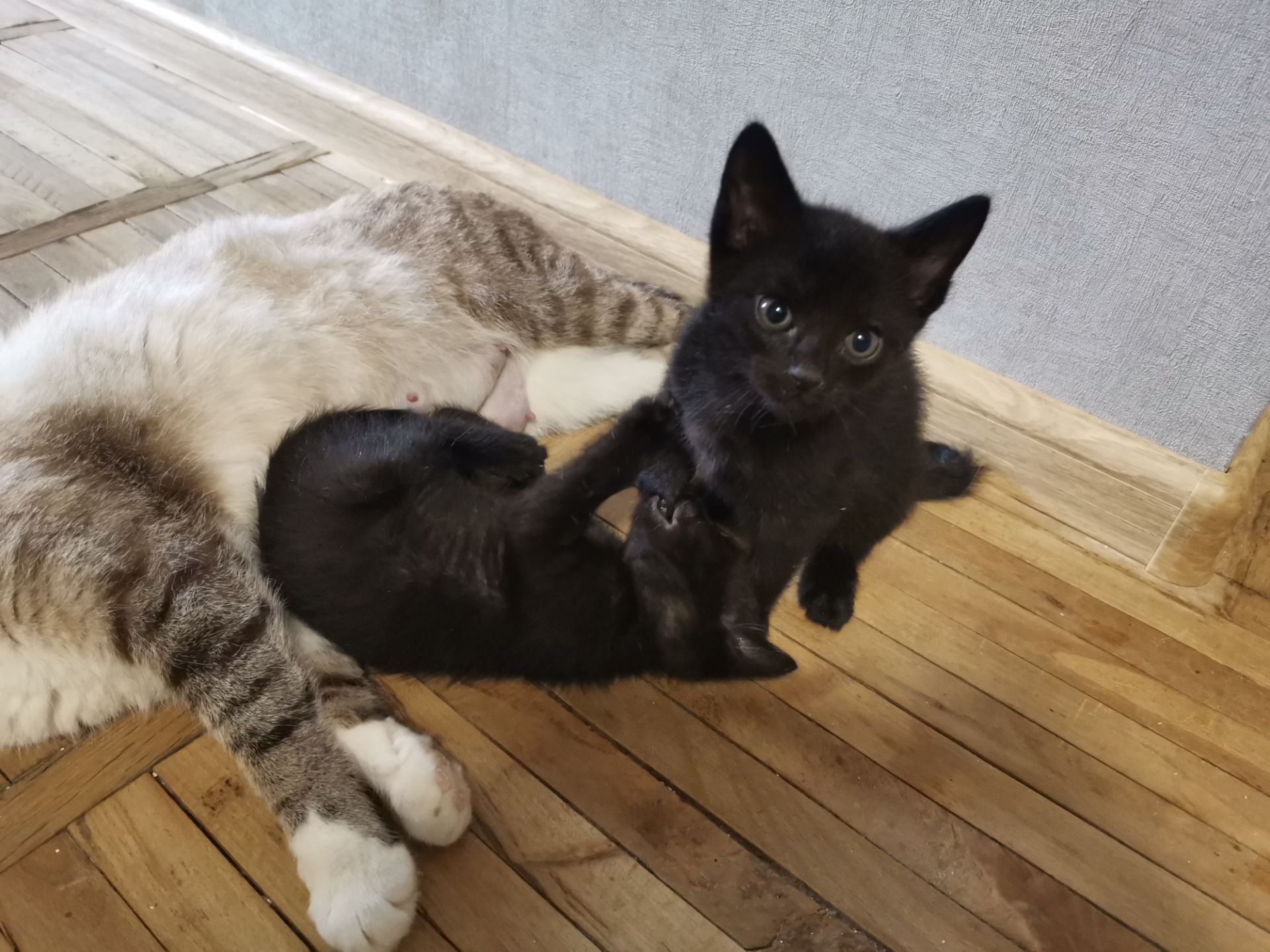 Кошенята в добрі руки