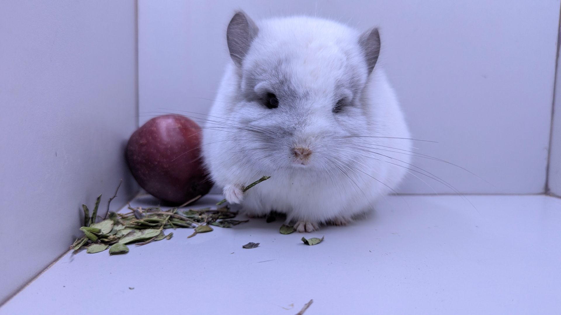 Шиншила хлопчик Ангора