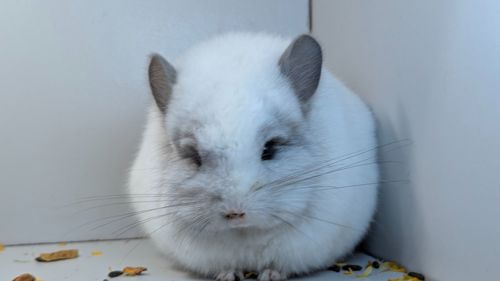 Шиншила хлопчик Ангора