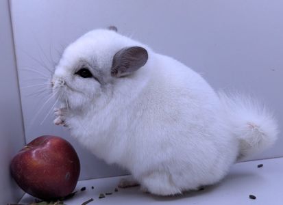 Шиншила хлопчик Ангора