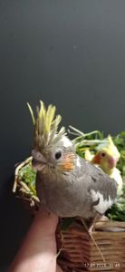 Корела ручні малюки
