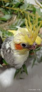 Корела ручні малюки