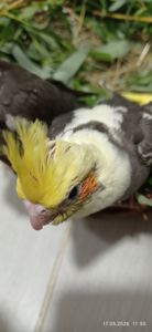 Корела ручні малюки