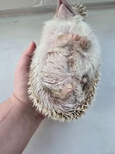 Африканский еж девочка корица
