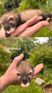 Тхір, хорек, фретка. Маленькі цуценята