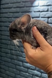 Шиншилли Харків