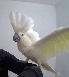 Какаду Альба. Ручний какаду. Великий білий папуга. Папуга, що розмовляє