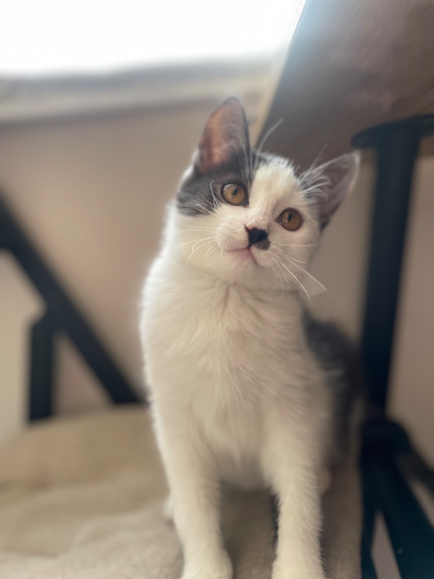 Кошеня метис