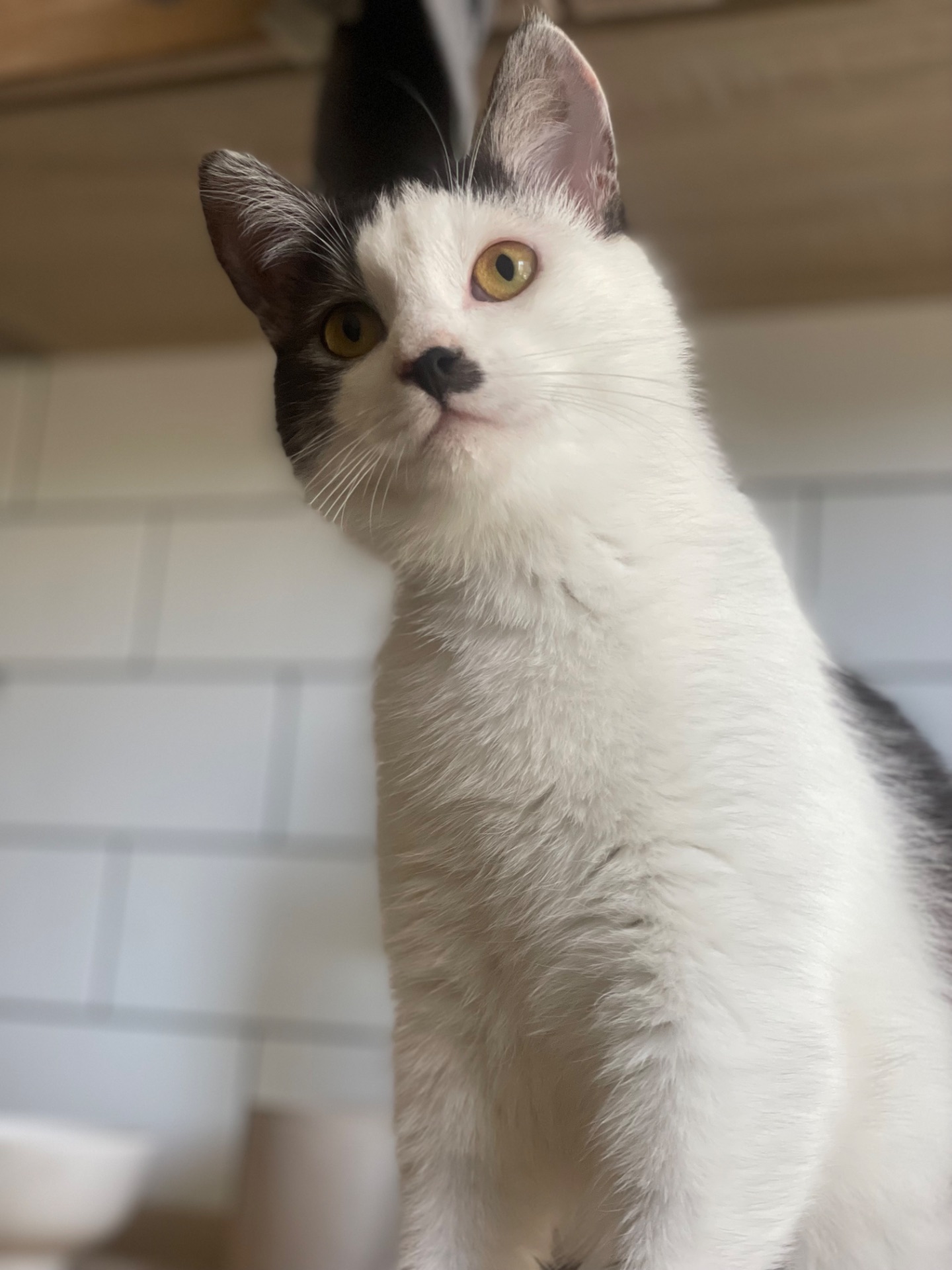 Кошеня метис