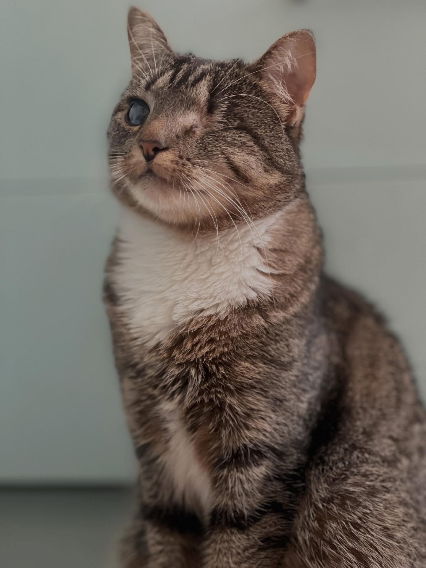 Кошеня метис
