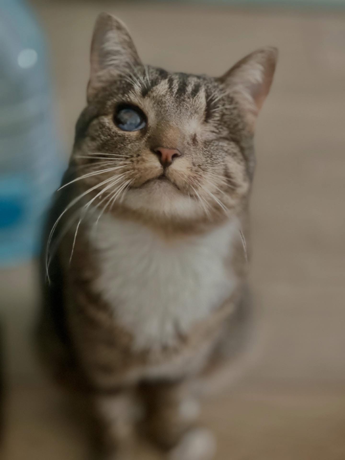 Кошеня метис