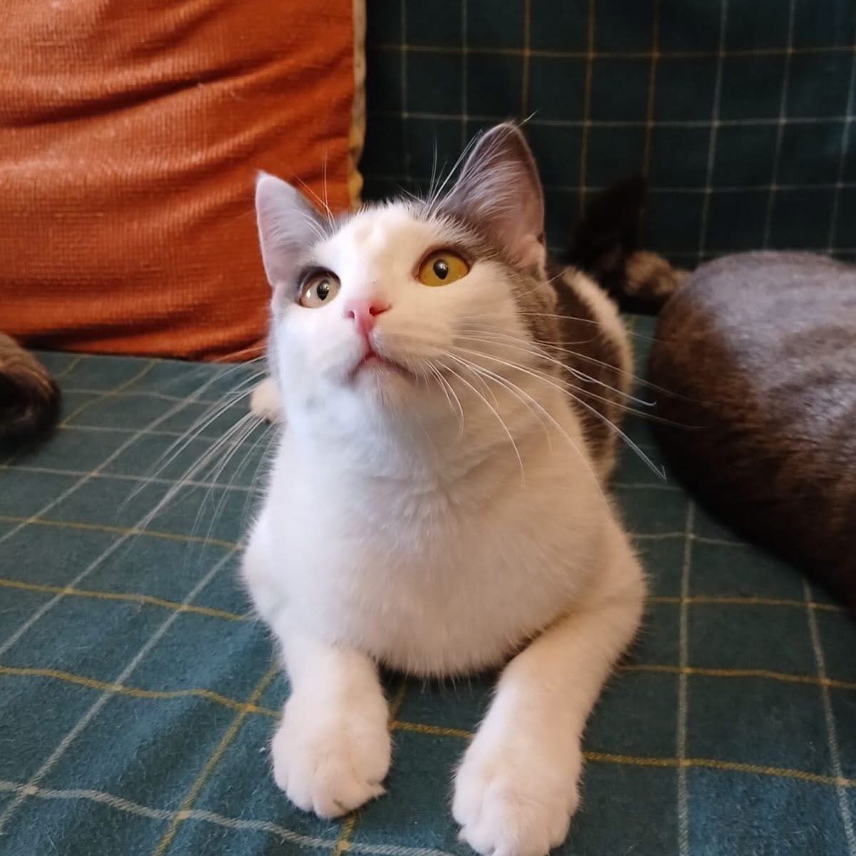 Кошеня метис