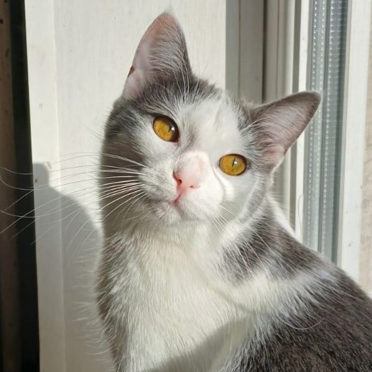 Кошеня метис