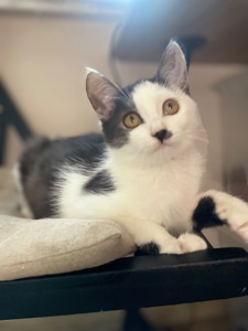 Кошеня метис
