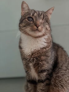 Кошеня метис
