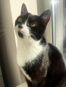 Кошеня метис