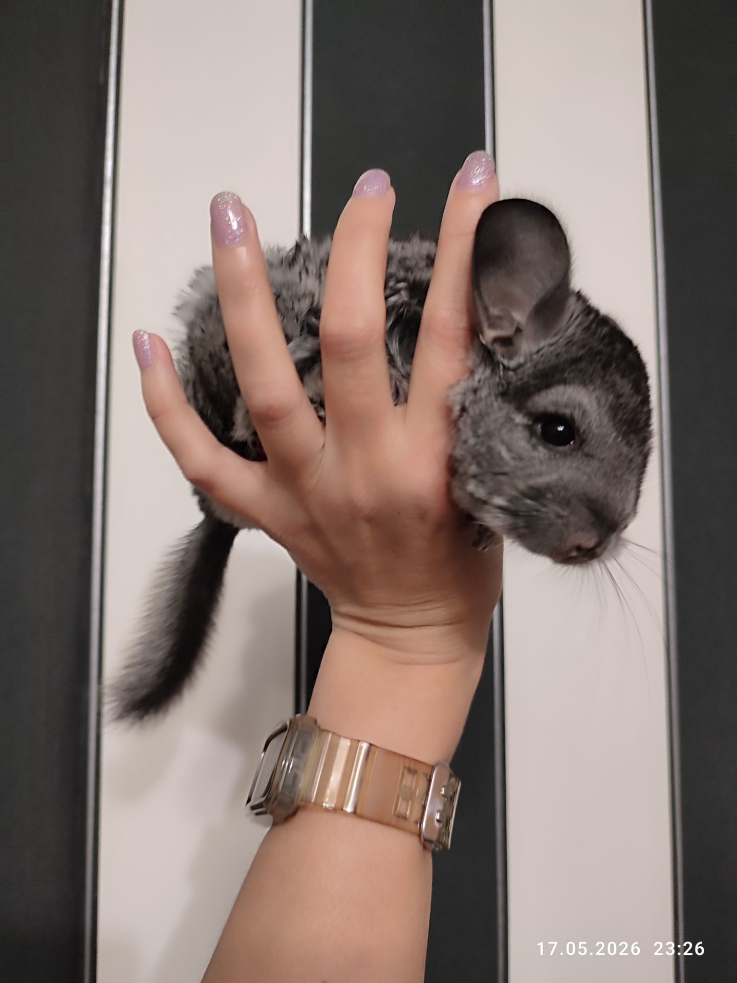 Шиншила хлопчик 2 міс