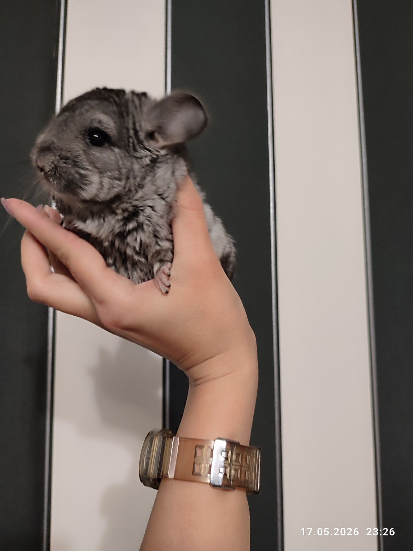 Шиншила хлопчик 2 міс