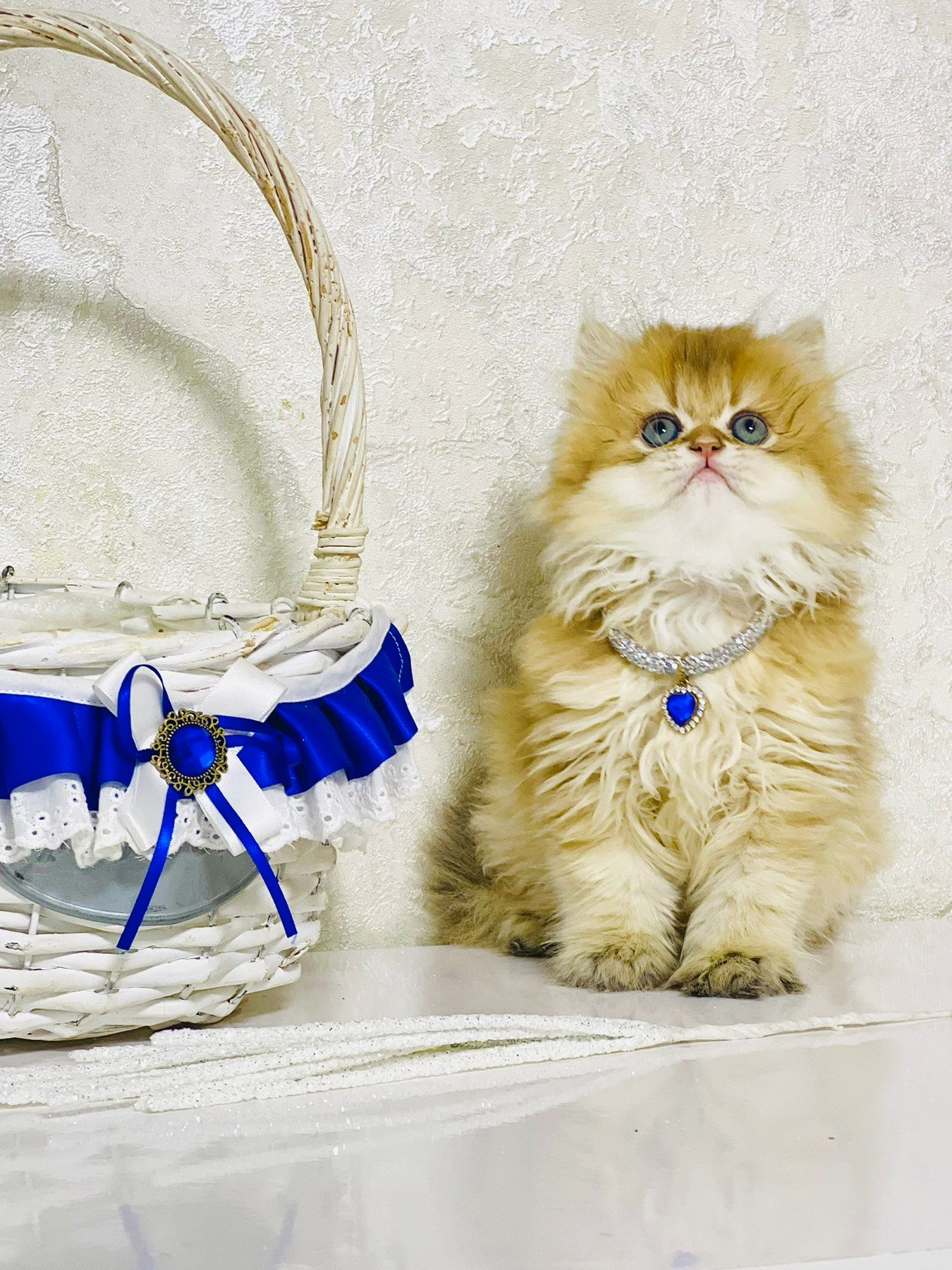 Британська золота шиншилла