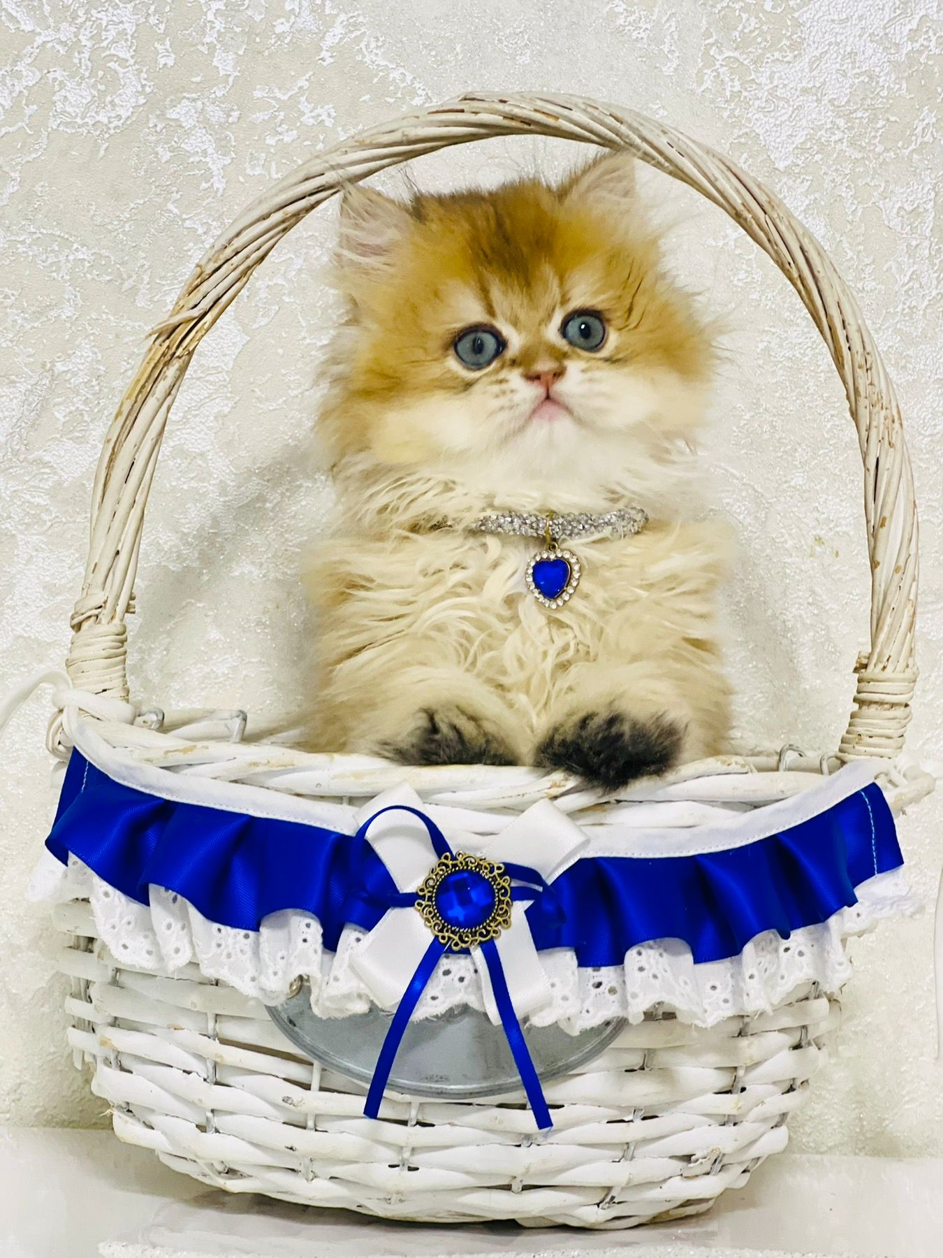 Британська золота шиншилла