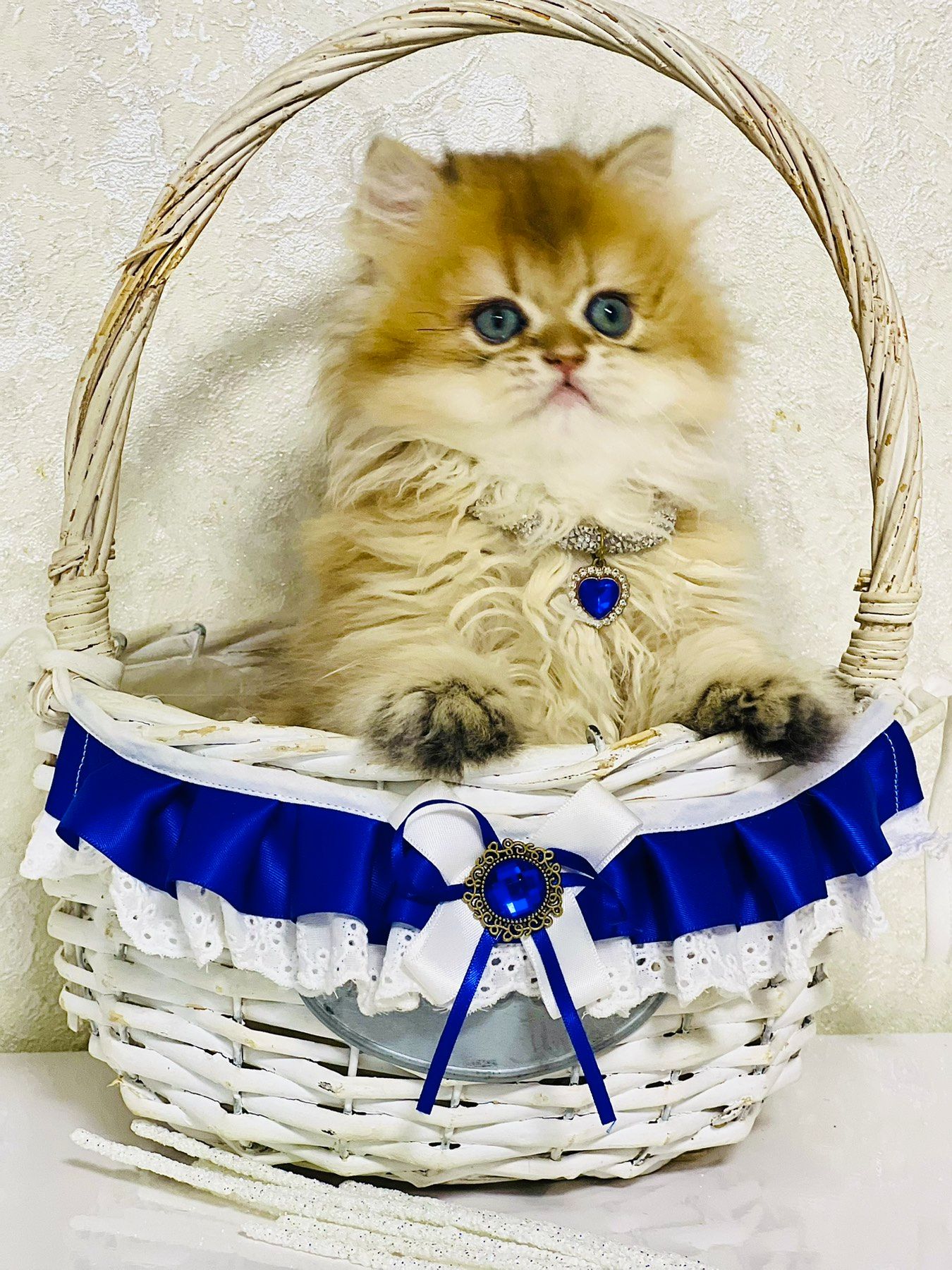 Британська золота шиншилла