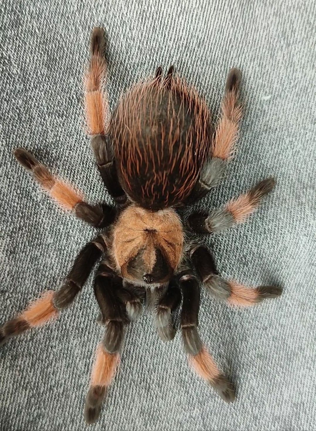 Brachypelma albapilosum, vagans, emilia
