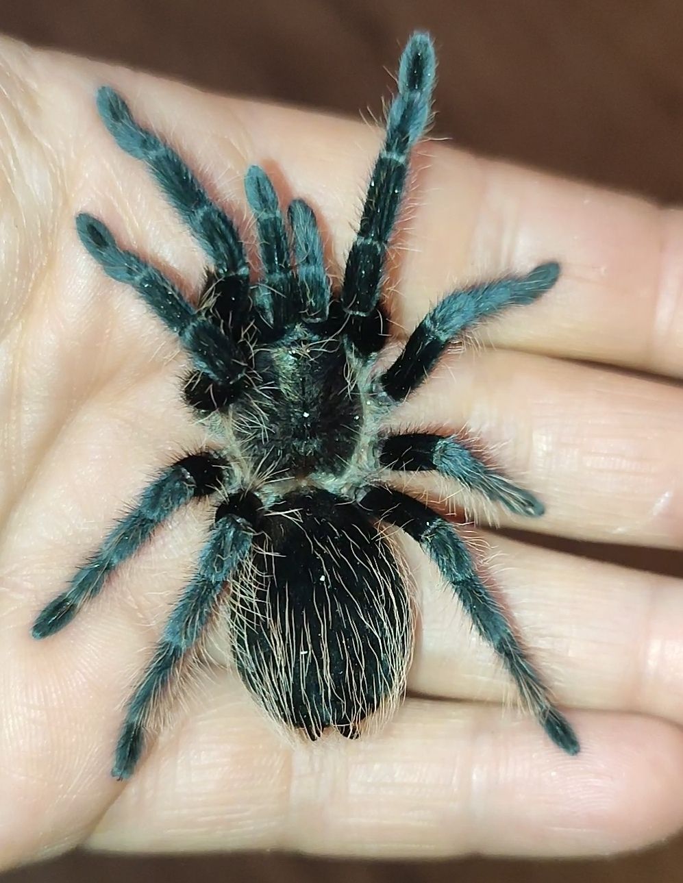 Brachypelma albapilosum, vagans, emilia