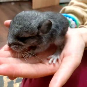 Шиншила хлопчик 2 міс
