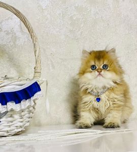 Британська золота шиншилла
