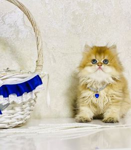 Британська золота шиншилла