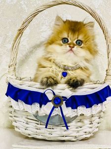 Британська золота шиншилла
