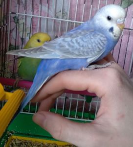 Ручные птенчики волнистые попугайчики