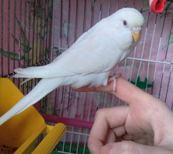 Ручные птенчики волнистые попугайчики