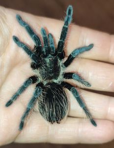 Brachypelma albapilosum, vagans, emilia