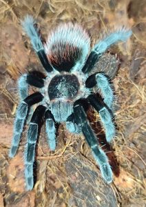 Brachypelma albapilosum, vagans, emilia