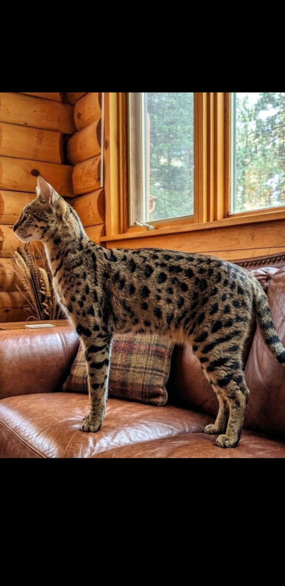 У продажу кошенятко Савана