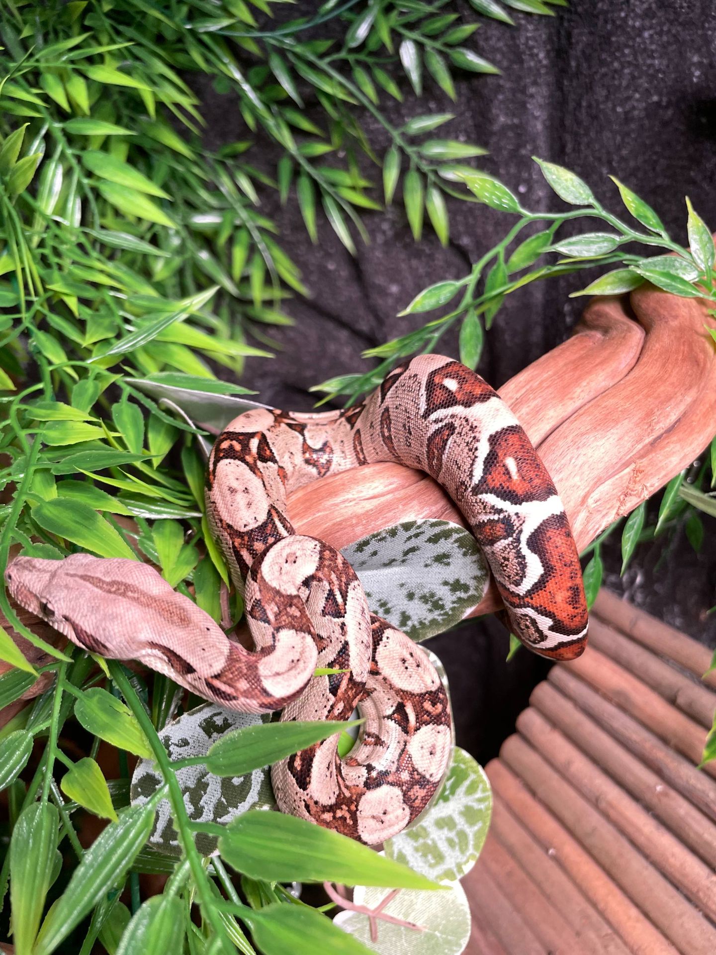 Імператорський удав БОА, Boa constrictor удав, ручна змія для дому, малюк удаву