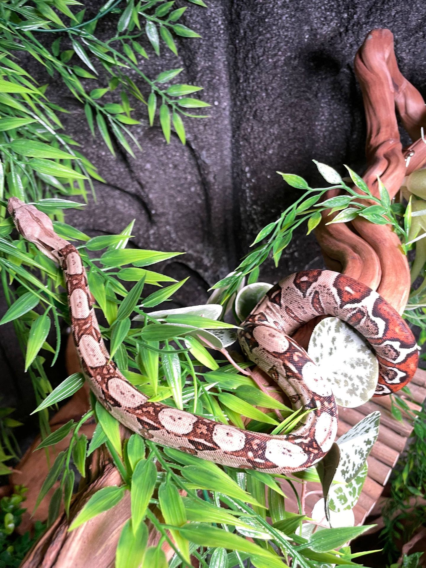 Імператорський удав БОА, Boa constrictor удав, ручна змія для дому, малюк удаву