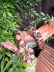 Імператорський удав БОА, Boa constrictor удав, ручна змія для дому, малюк удаву