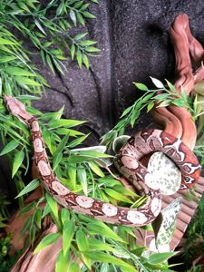Імператорський удав БОА, Boa constrictor удав, ручна змія для дому, малюк удаву