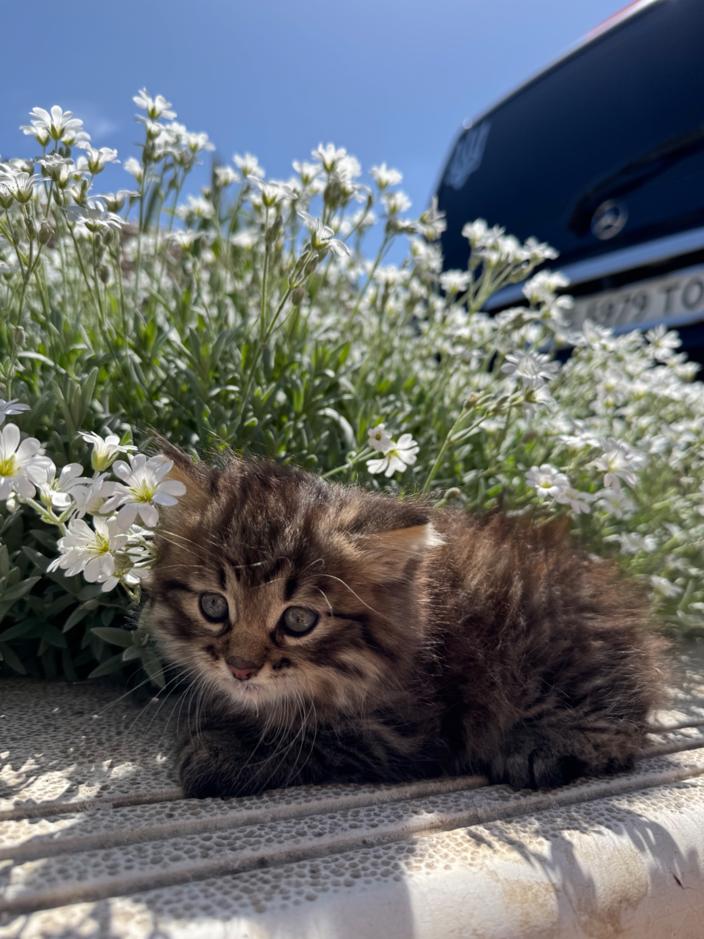 Котята