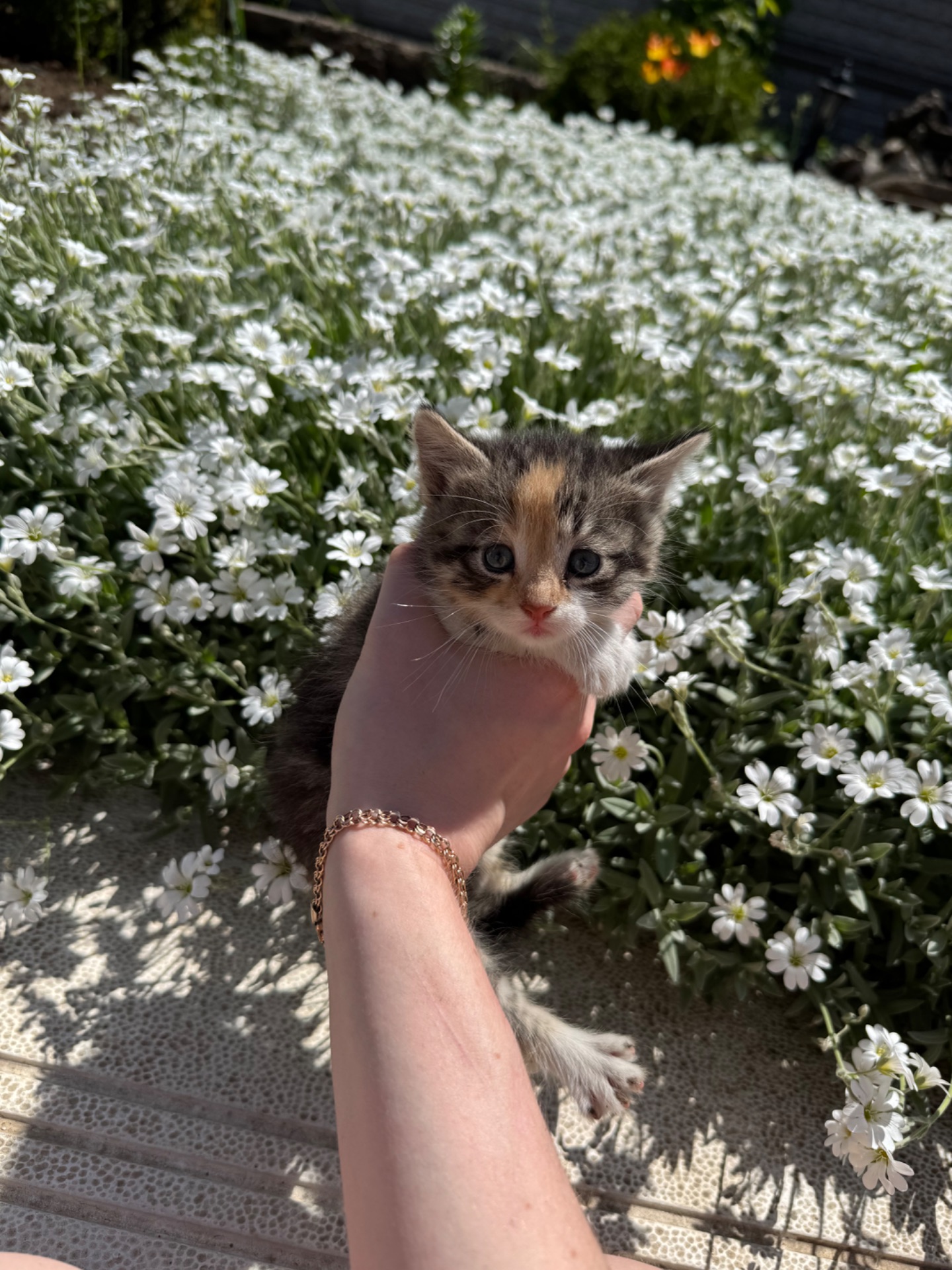 Котята