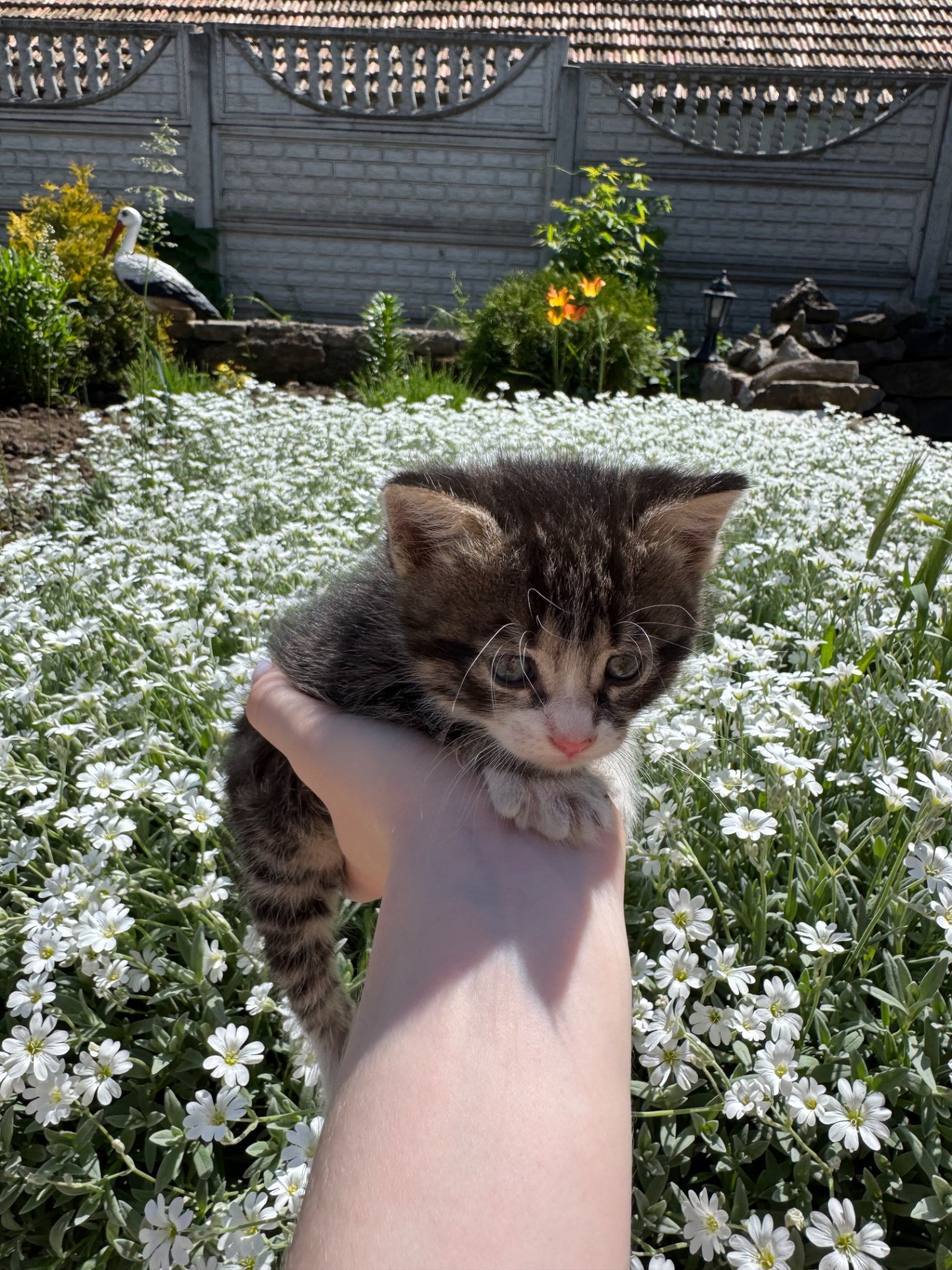 Котята