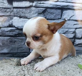 Класний хлопчик кобі-типу