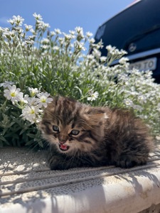 Котята