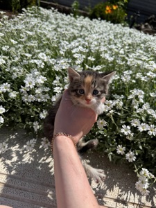 Котята