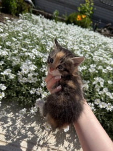 Котята