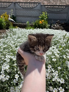 Котята